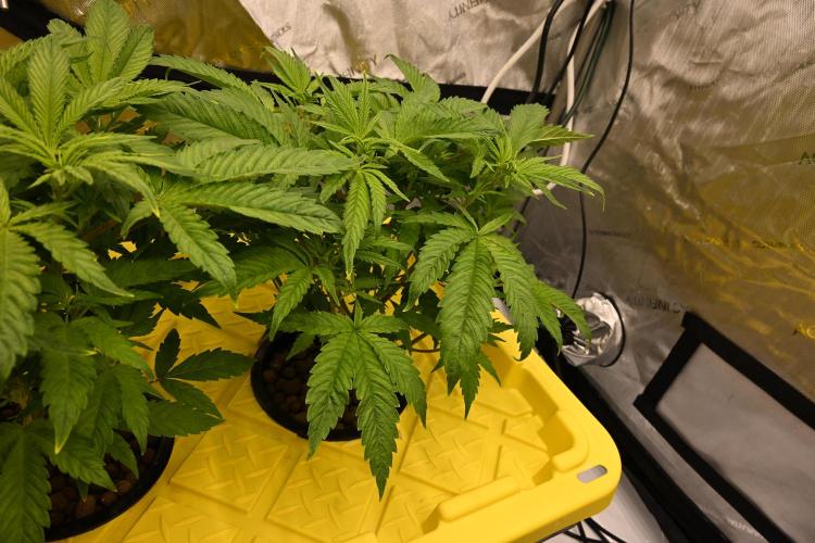 Bubba Kush by Seedsman. Week 4