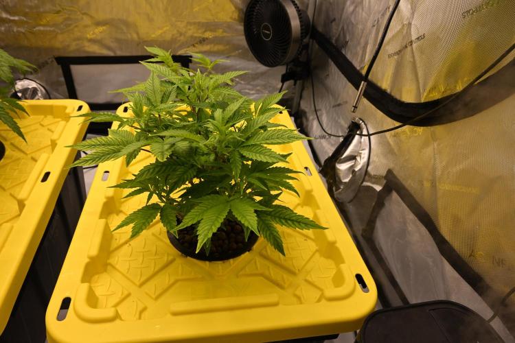 Bubba Kush by Seedsman. Week 4