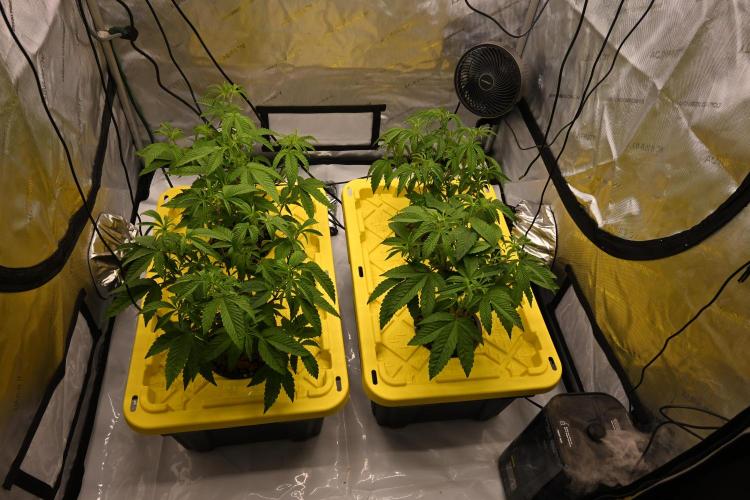 Ocean OG by Robin Hood Seeds. Week 4