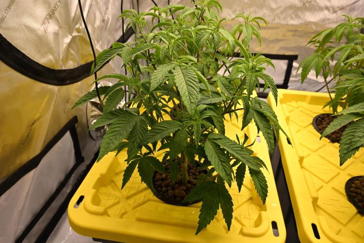 Ocean OG by Robin Hood Seeds. Week 4