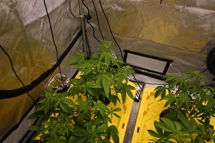 Ocean OG by Robin Hood Seeds. Week 4