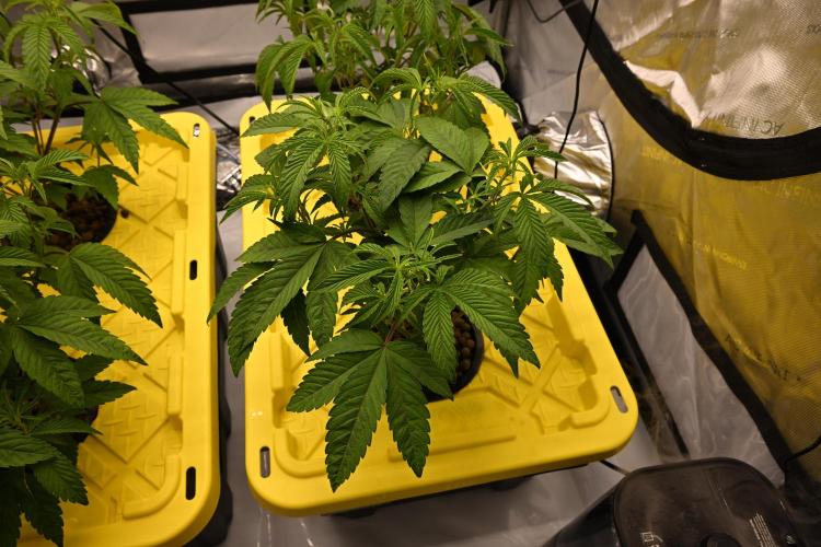 Ocean OG by Robin Hood Seeds. Week 4