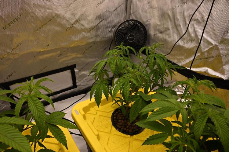 Ocean OG by Robin Hood Seeds. Week 4