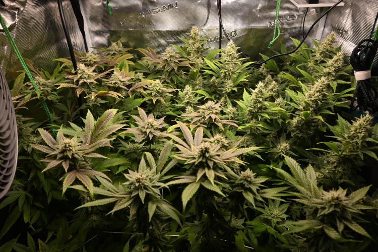 Mother Run! Ocean OG & Bubba Kush. Week 4