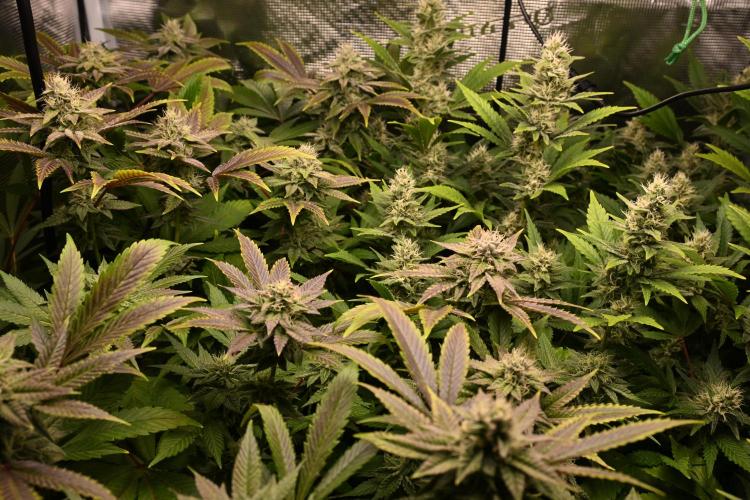 Mother Run! Ocean OG & Bubba Kush. Week 4