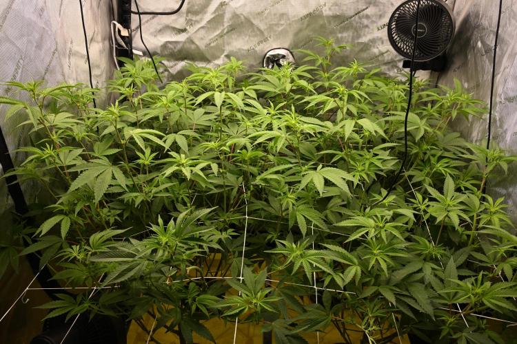 Ocean OG by Robin Hood Seeds - DWC. Week 2