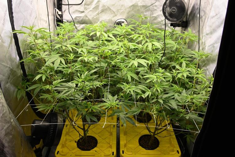 Ocean OG by Robin Hood Seeds - DWC. Week 2
