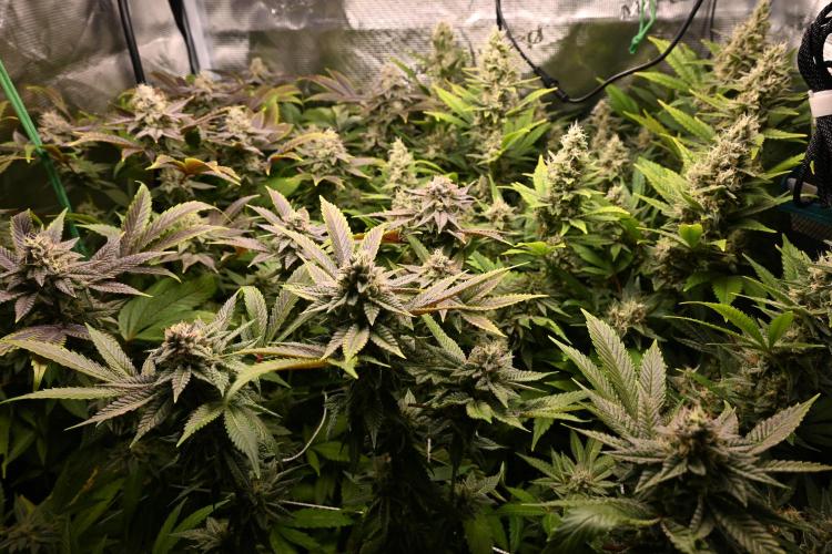 Mother Run! Ocean OG & Bubba Kush. Week 5 - Ocean OG in the front, Bubba Kush in the back