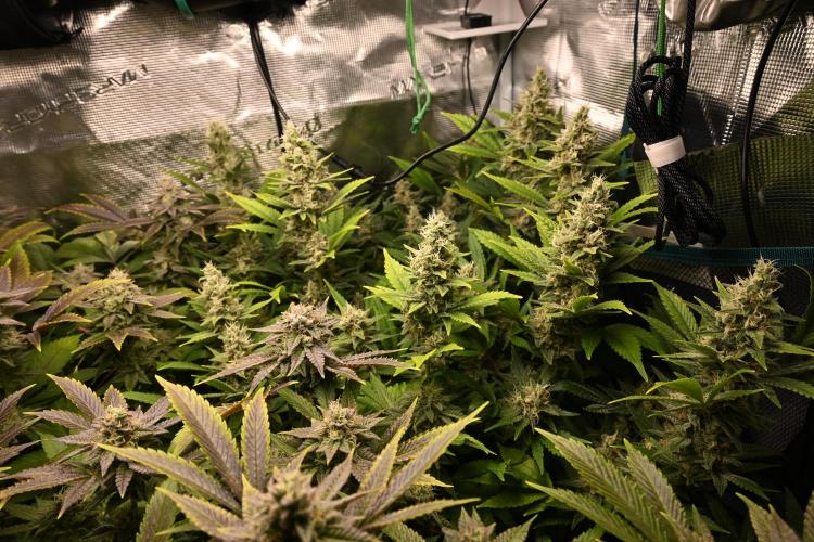 Mother Run! Ocean OG & Bubba Kush. Week 5