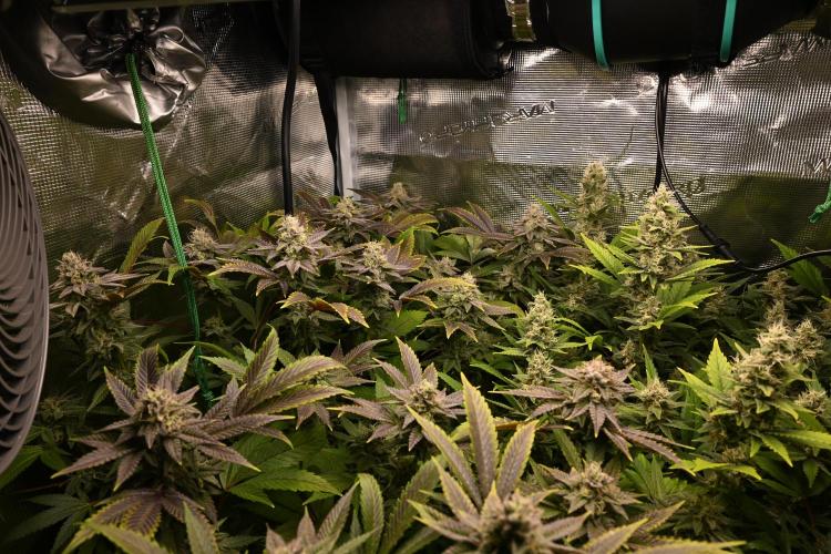 Mother Run! Ocean OG & Bubba Kush. Week 5