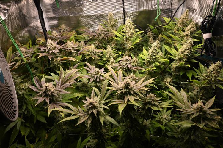 Mother Run! Ocean OG & Bubba Kush. Week 5