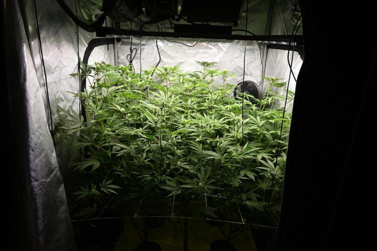 Ocean OG by Robin Hood Seeds - DWC. Week 3