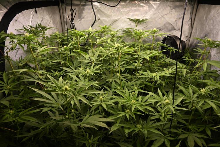 Ocean OG by Robin Hood Seeds - DWC. Week 3