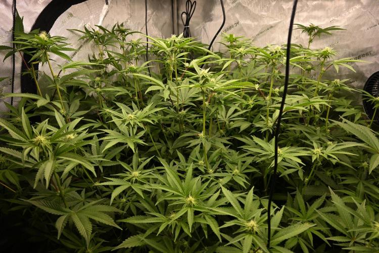 Ocean OG by Robin Hood Seeds - DWC. Week 3