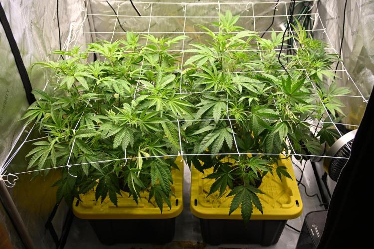 Bubba Kush by Seedsman - DWC. Week 4