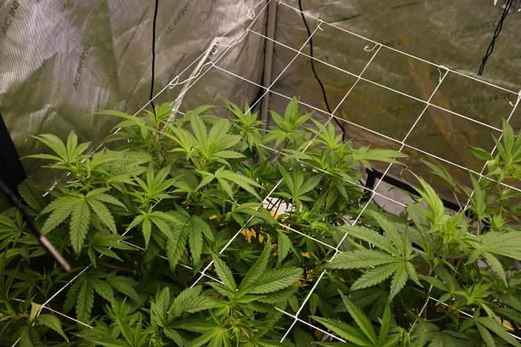 Bubba Kush by Seedsman - DWC. Week 4