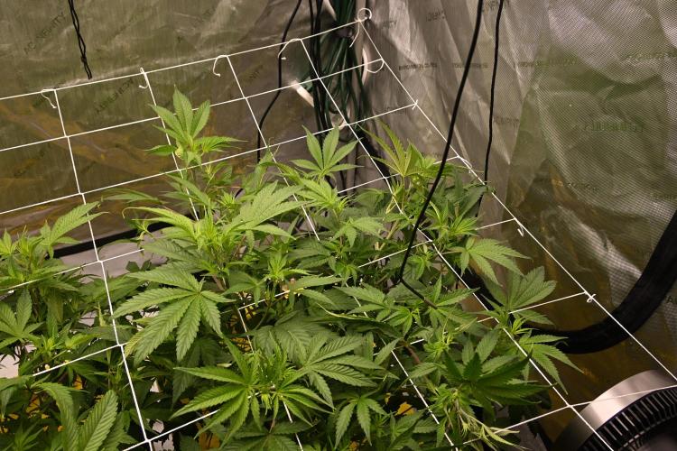 Bubba Kush by Seedsman - DWC. Week 4