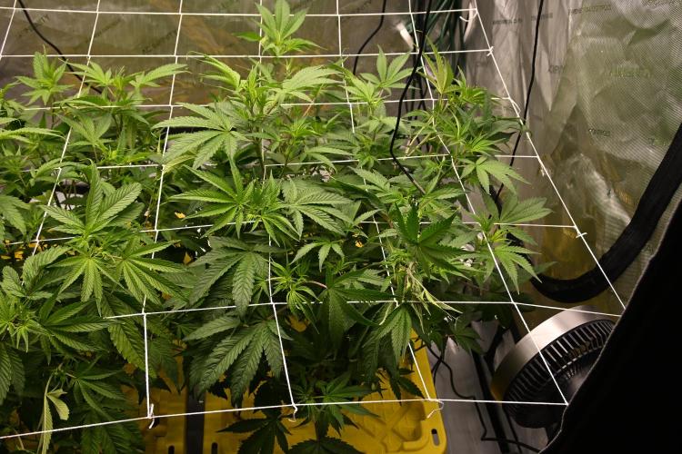 Bubba Kush. Week 4