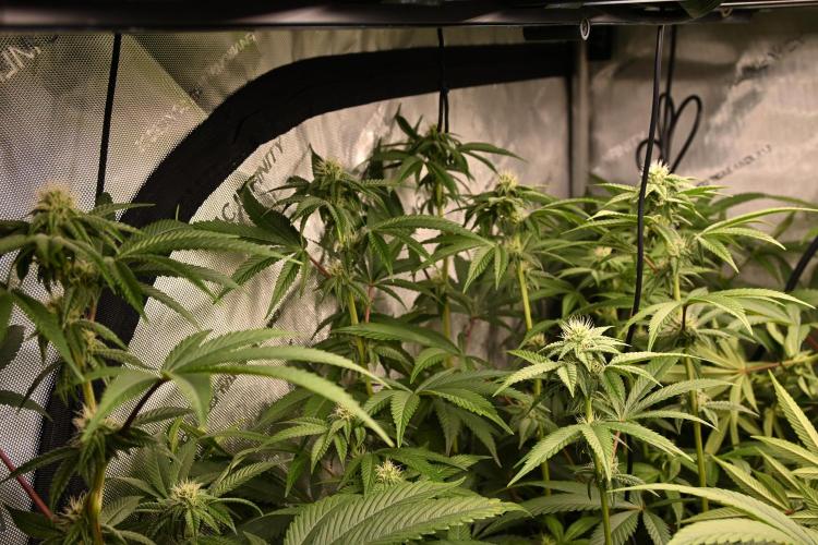 Ocean OG by Robin Hood Seeds - DWC. Week 4