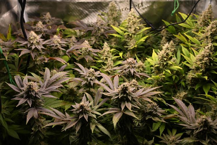 Mother Run! Ocean OG & Bubba Kush. Week 6