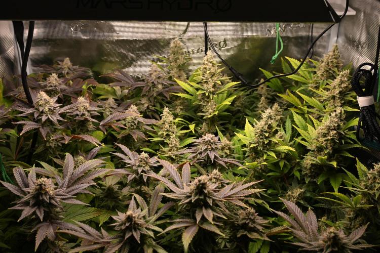 Mother Run! Ocean OG & Bubba Kush. Week 6