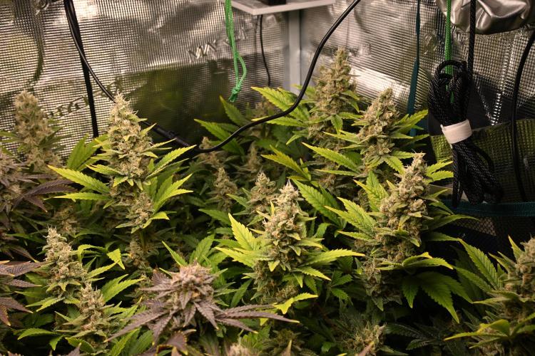 Mother Run! Ocean OG & Bubba Kush. Week 6