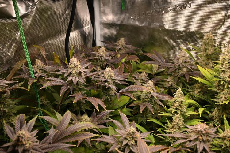 Mother Run! Ocean OG & Bubba Kush. Week 6