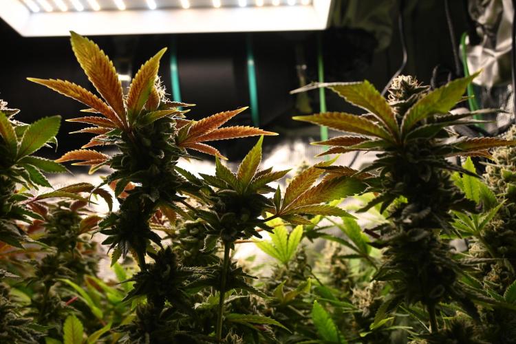 Mother Run! Ocean OG & Bubba Kush. Week 6