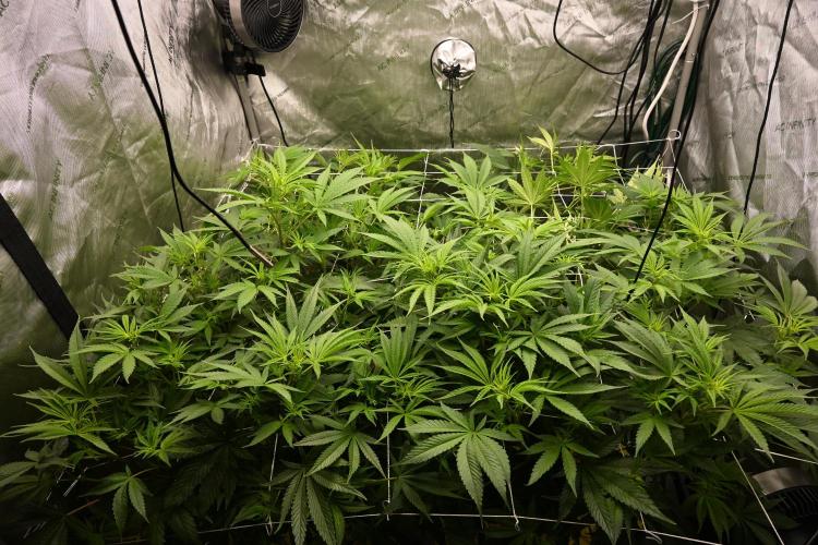 Bubba Kush by Seedsman - DWC. Week 5