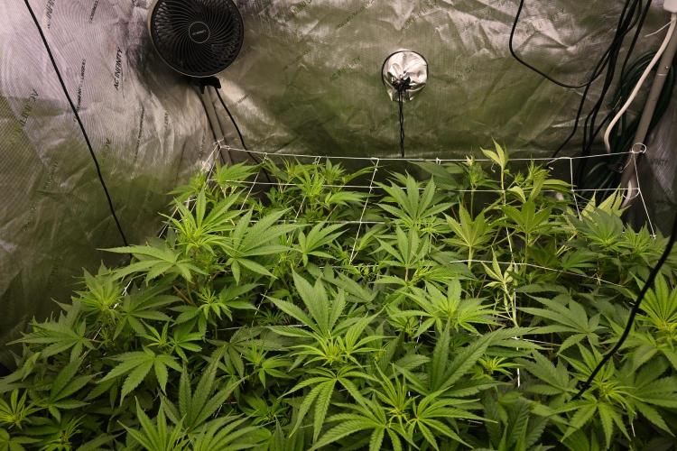 Bubba Kush by Seedsman - DWC. Week 5