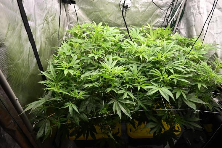 Bubba Kush by Seedsman - DWC. Week 5