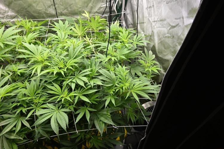 Bubba Kush by Seedsman - DWC. Week 5