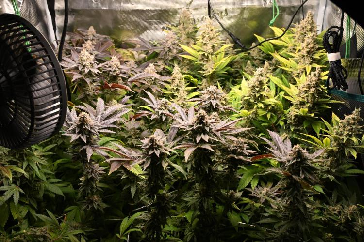Mother Run! Ocean OG & Bubba Kush. Week 7