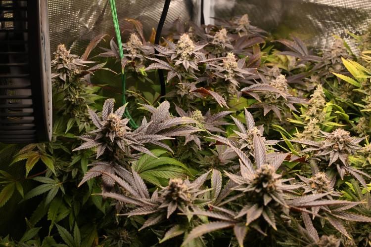 Mother Run! Ocean OG & Bubba Kush. Week 7