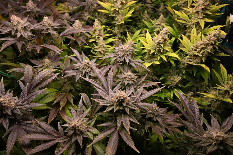 Mother Run! Ocean OG & Bubba Kush. Week 7