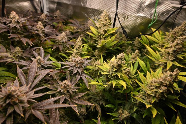 Mother Run! Ocean OG & Bubba Kush. Week 7
