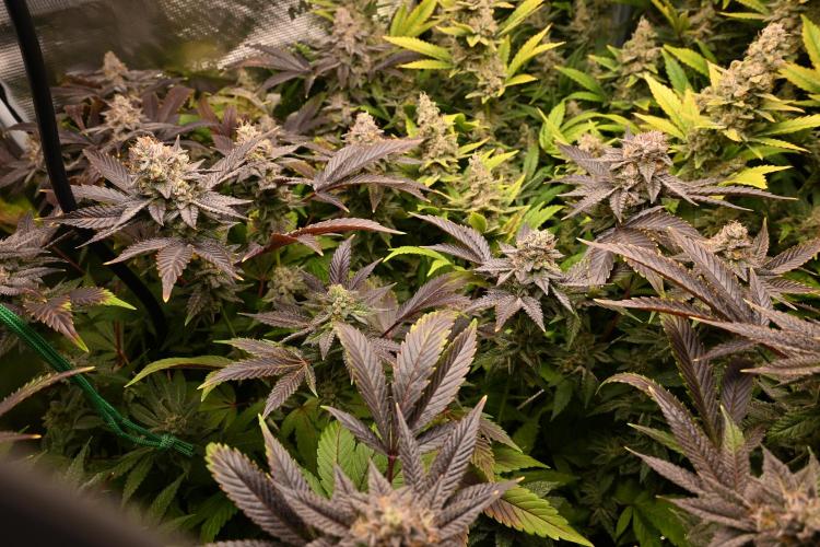 Mother Run! Ocean OG & Bubba Kush. Week 7