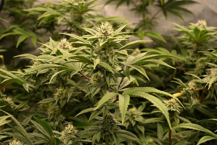Ocean OG by Robin Hood Seeds - DWC. Week 5