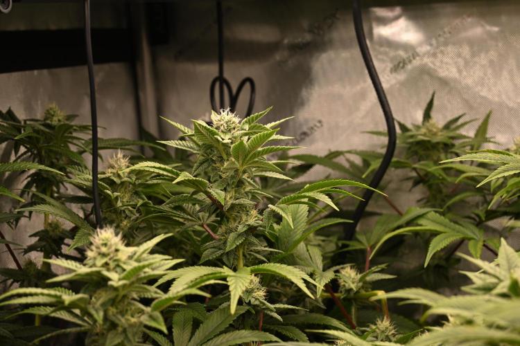 Ocean OG by Robin Hood Seeds - DWC. Week 5