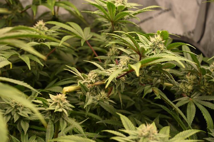 Ocean OG by Robin Hood Seeds - DWC. Week 5