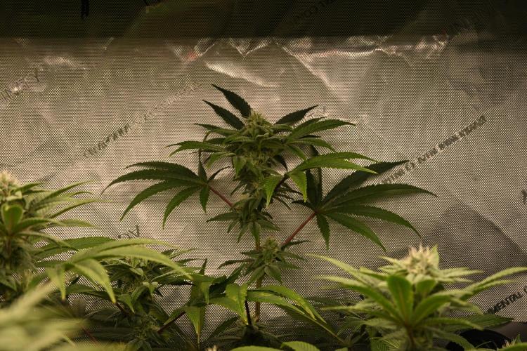 Ocean OG by Robin Hood Seeds - DWC. Week 5