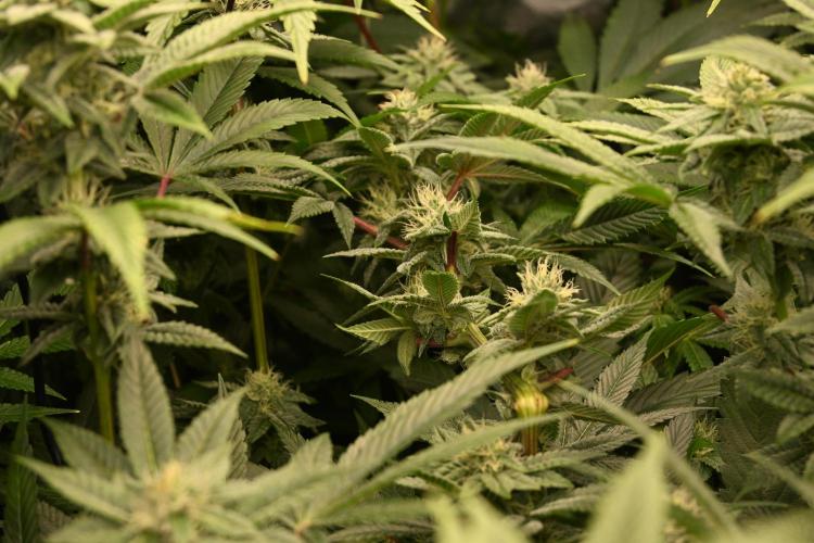 Ocean OG by Robin Hood Seeds - DWC. Week 5
