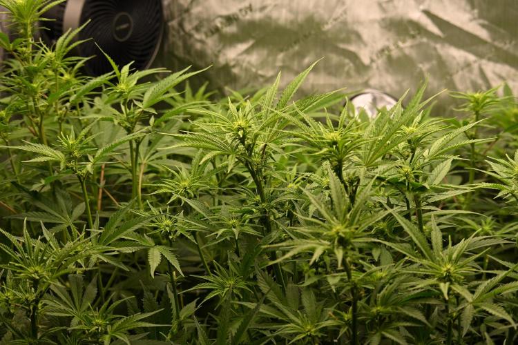 Bubba Kush by Seedsman - DWC. Week 6