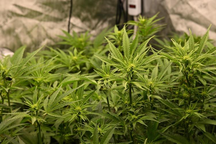 Bubba Kush by Seedsman - DWC. Week 6