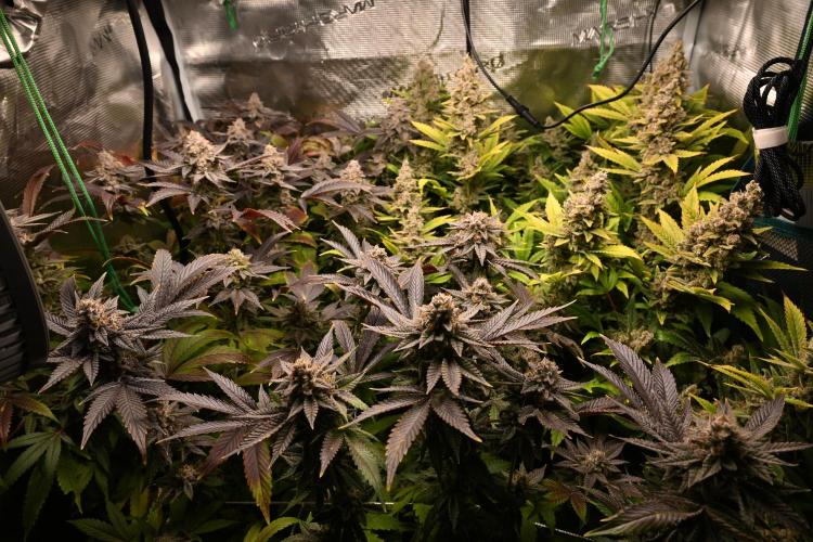 Mother Run! Ocean OG & Bubba Kush. Week 8