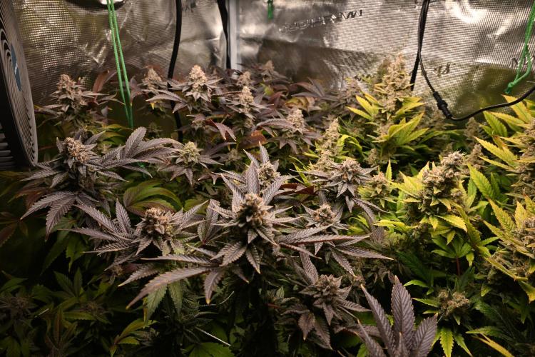 Mother Run! Ocean OG & Bubba Kush. Week 8