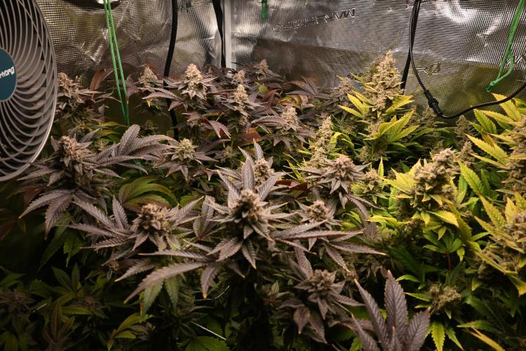 Mother Run! Ocean OG & Bubba Kush. Week 8