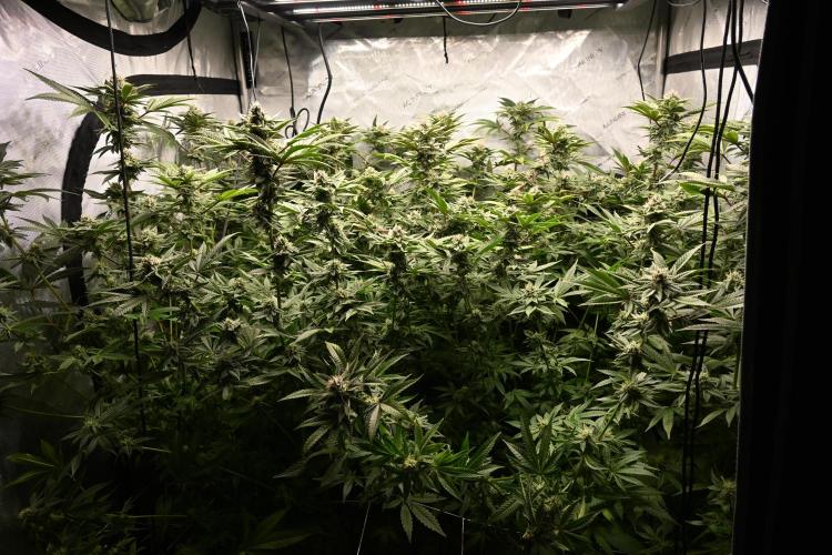 Ocean OG by Robin Hood Seeds - DWC. Week 6