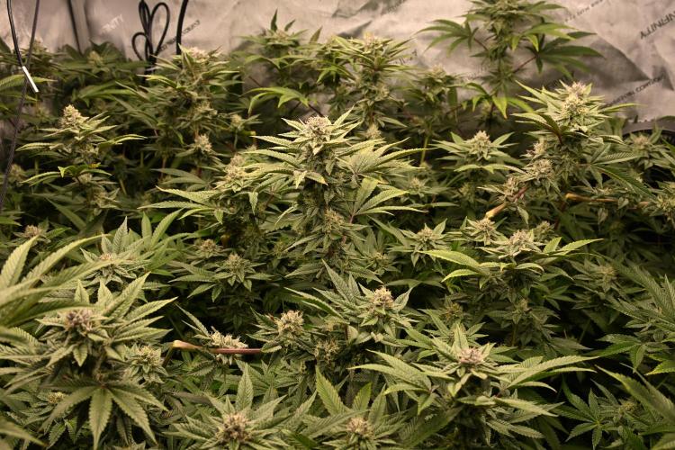 Ocean OG by Robin Hood Seeds - DWC. Week 6