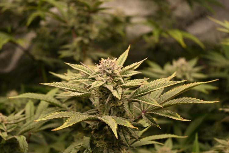 Ocean OG by Robin Hood Seeds - DWC. Week 6